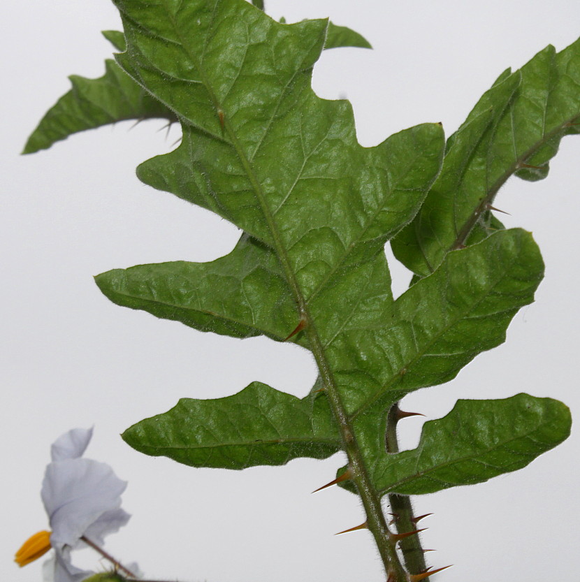 Image of Solanum sisymbriifolium specimen.