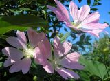 Malva thuringiaca