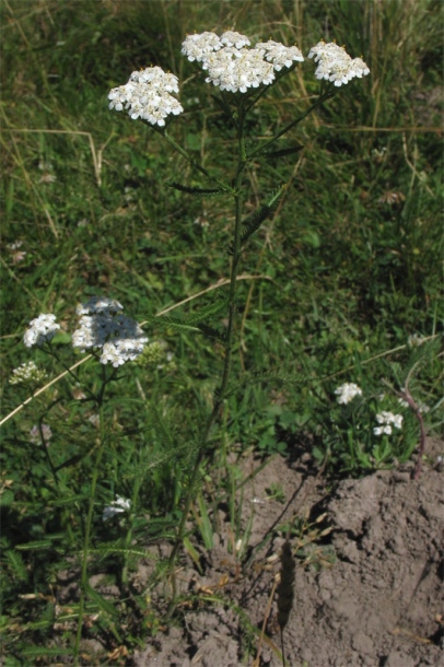 Image of Achillea millefolium specimen.