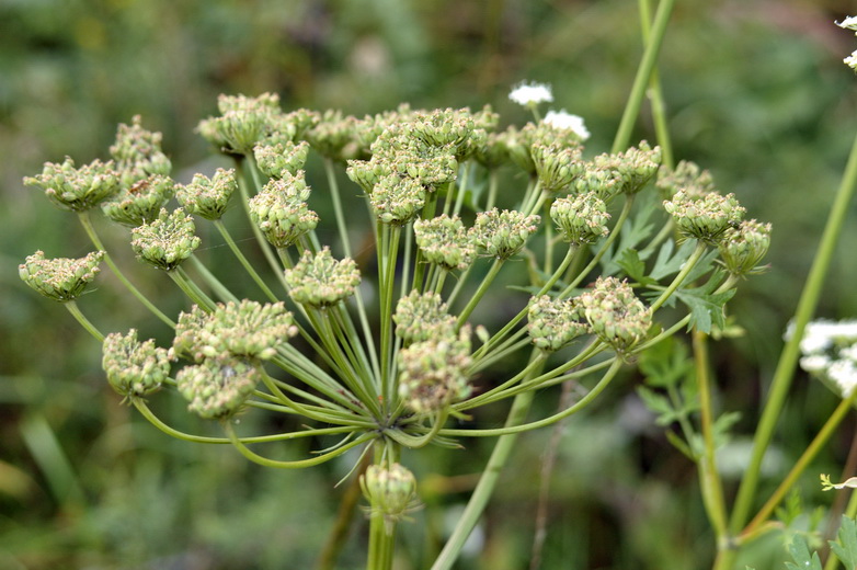 Image of Seseli libanotis specimen.