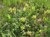 Astragalus calycinus