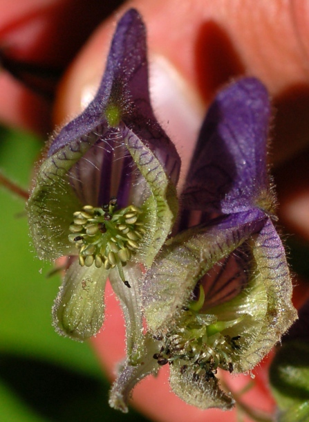 Изображение особи Aconitum subvillosum.