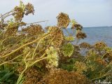 Crithmum maritimum