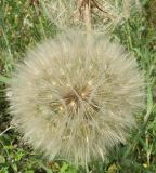 Tragopogon подвид major