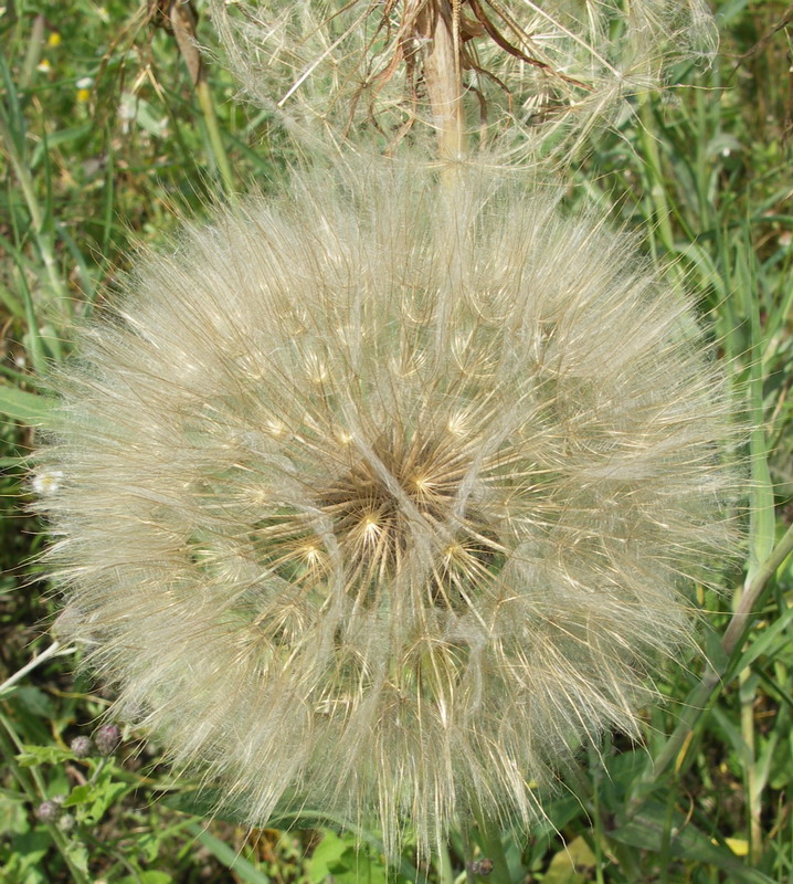 Изображение особи Tragopogon dubius ssp. major.