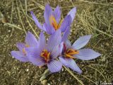 Crocus pallasii