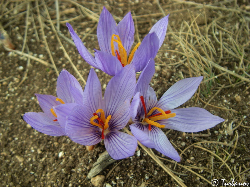 Изображение особи Crocus pallasii.