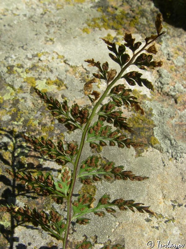 Изображение особи Asplenium billotii.