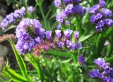 Limonium sinuatum. Cоцветия (культивар). Крым, Симферополь, ботсад университета. 30 октября 2009 г.