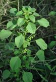 Acalypha indica. Цветущее растение. Андаманские острова, остров Хейвлок. 31.12.2014.