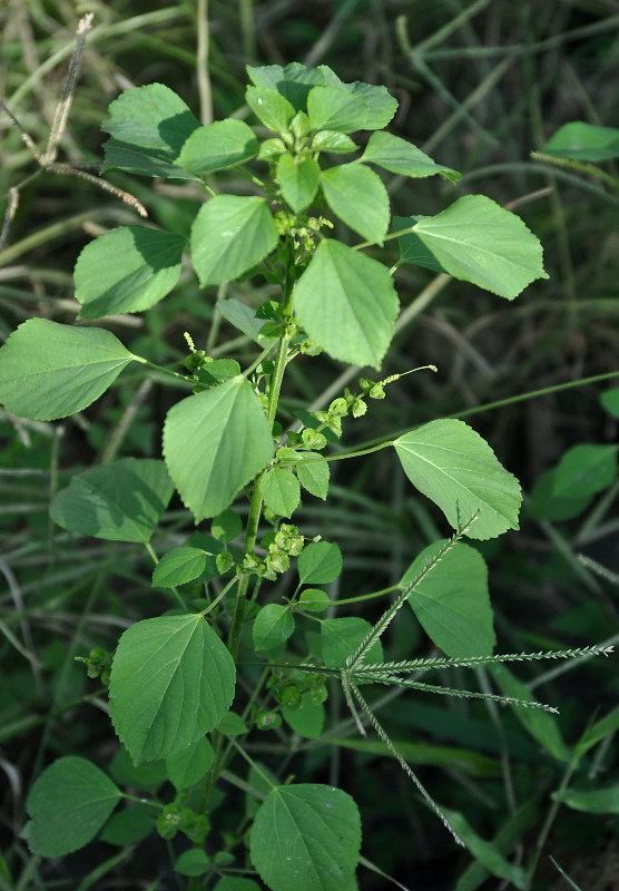 Изображение особи Acalypha indica.
