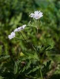 Geranium asiaticum