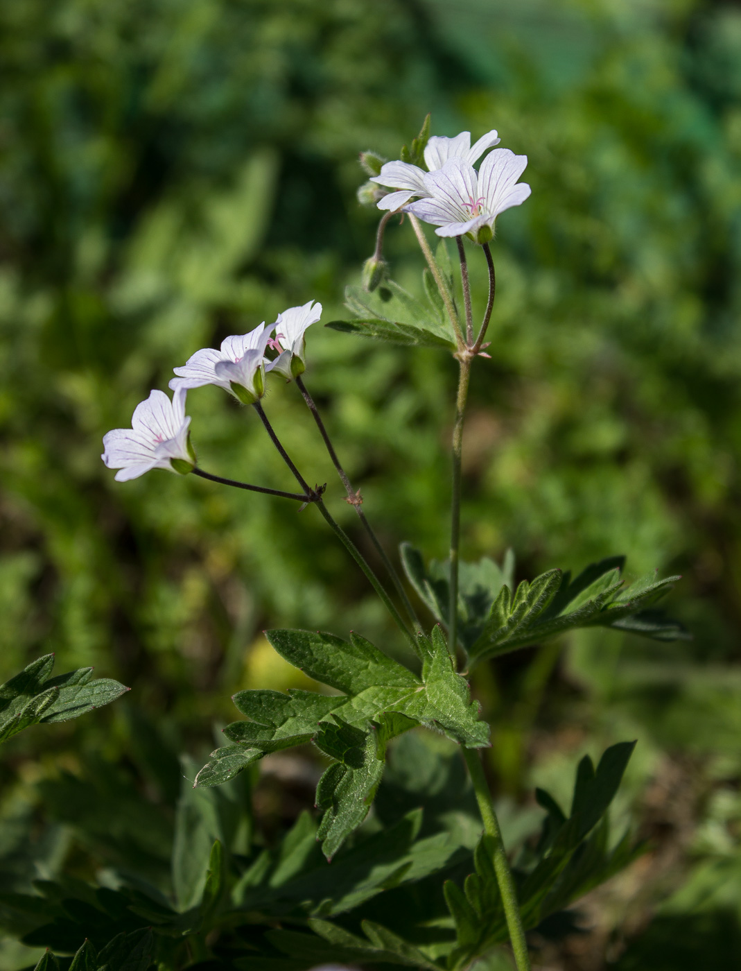 Изображение особи Geranium asiaticum.