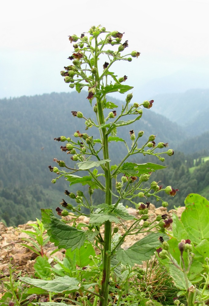 Изображение особи Scrophularia scopolii.