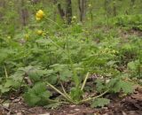 Ranunculus constantinopolitanus. Цветущее растение. Краснодарский край, м/о г. Новороссийск, гора Рябкова, дубово-грабово-буковый лес. 20.04.2015.