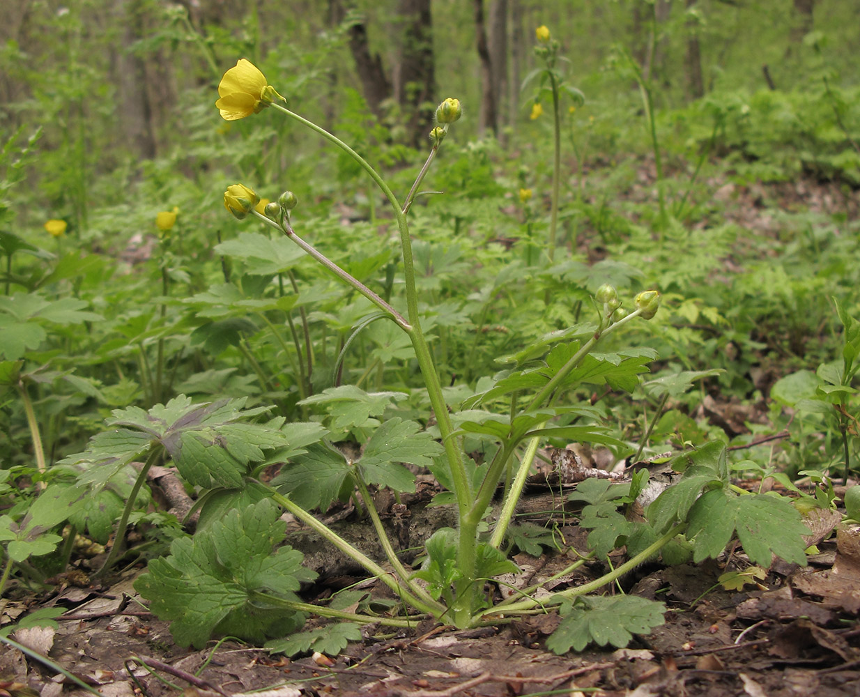 Изображение особи Ranunculus constantinopolitanus.