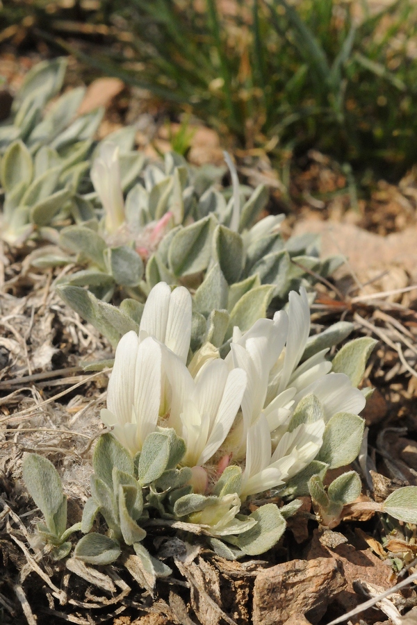 Изображение особи Astragalus alberti.