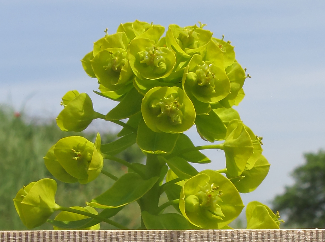 Image of Euphorbia iberica specimen.