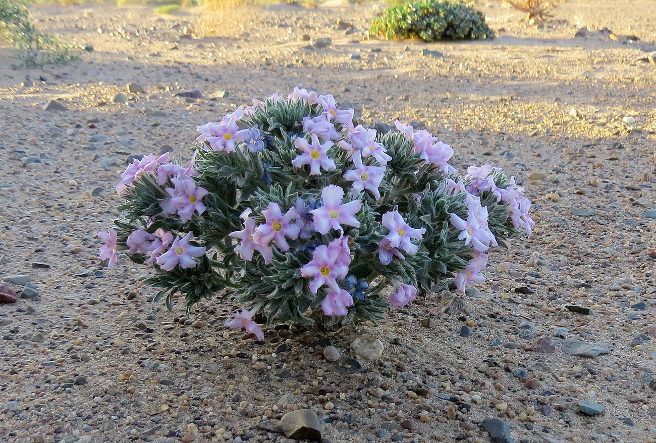 Image of Arnebia fimbriata specimen.