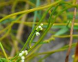 Cassytha filiformis. Часть побега с соцветием. Андаманские острова, остров Северный Андаман, окр. г. Диглипур, песчаный пляж. 09.01.2015.