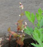 Fallopia convolvulus