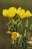 Oenothera biennis. Цветки и бутоны. Калужская обл., окр. ст. Думиничи, олуговелая вырубка.