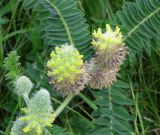 Astragalus alopecurus