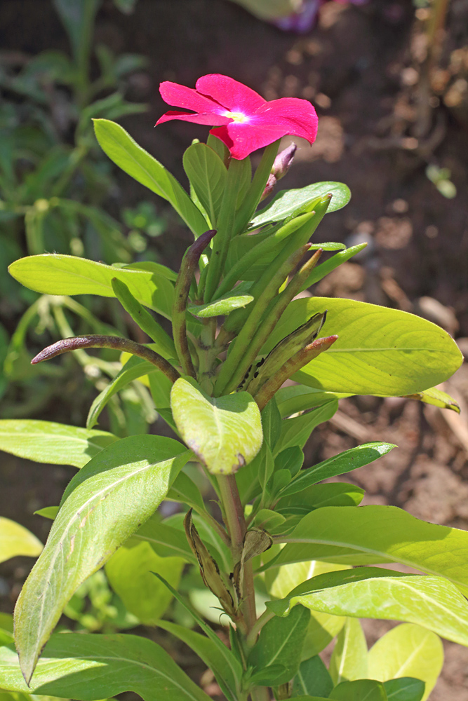 Image of Catharanthus roseus specimen.