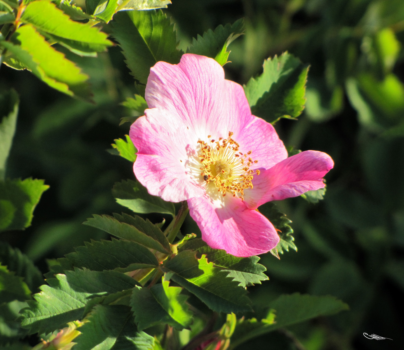 Изображение особи Rosa laxa.