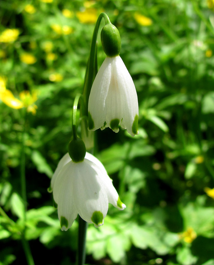 Изображение особи Leucojum aestivum.