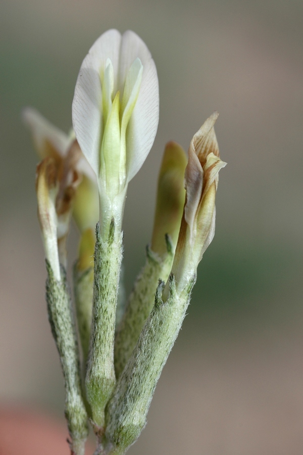 Изображение особи Astragalus macropetalus.