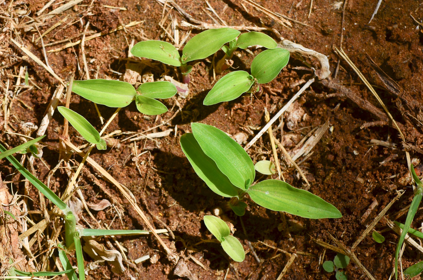 Image of Commelina erecta specimen.