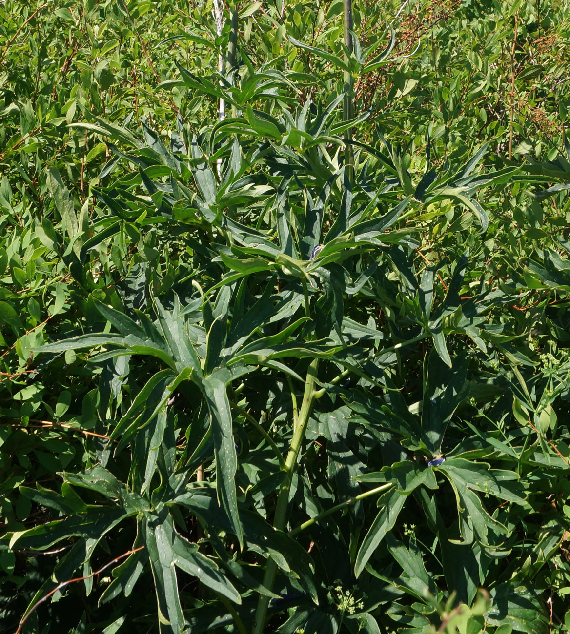 Image of Delphinium dictyocarpum specimen.