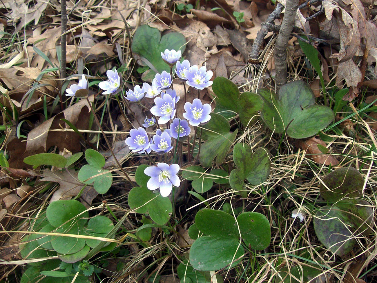 Image of Hepatica americana specimen.