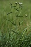 Achillea millefolium. Расцветающее растение на залежи. Калужская обл., ст. Думиничи. 25.08.2009.