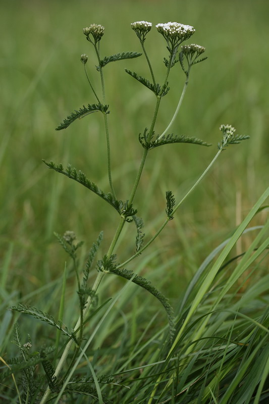 Изображение особи Achillea millefolium.