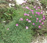 Dianthus acantholimonoides