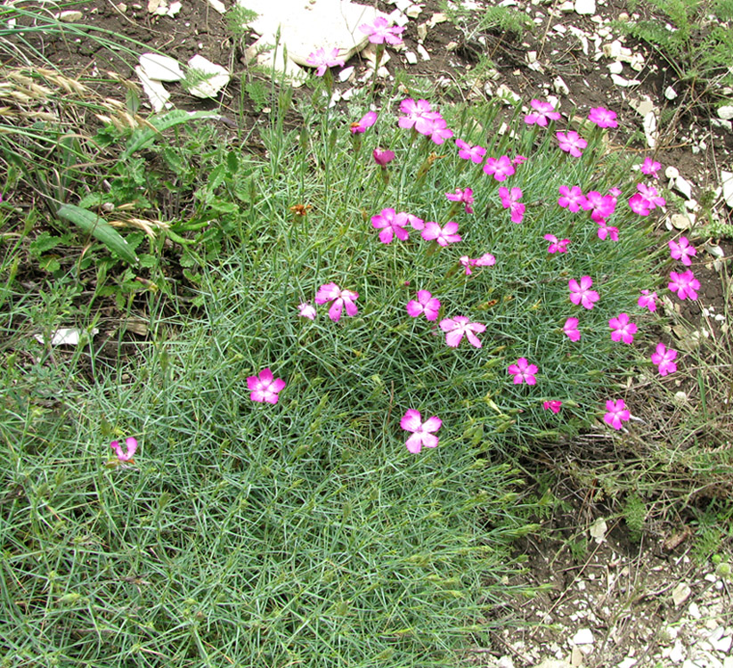 Изображение особи Dianthus acantholimonoides.