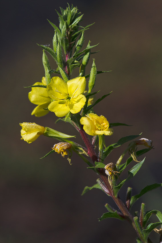 Изображение особи Oenothera rubricaulis.