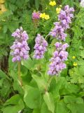 Phlomoides oreophila