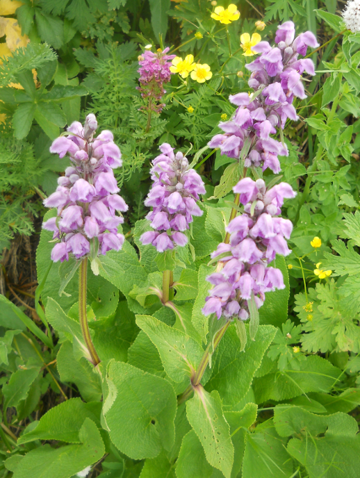 Image of Phlomoides oreophila specimen.