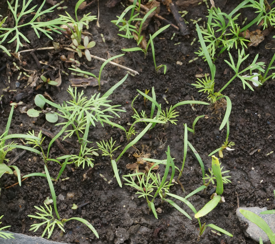 Изображение особи Anethum graveolens.