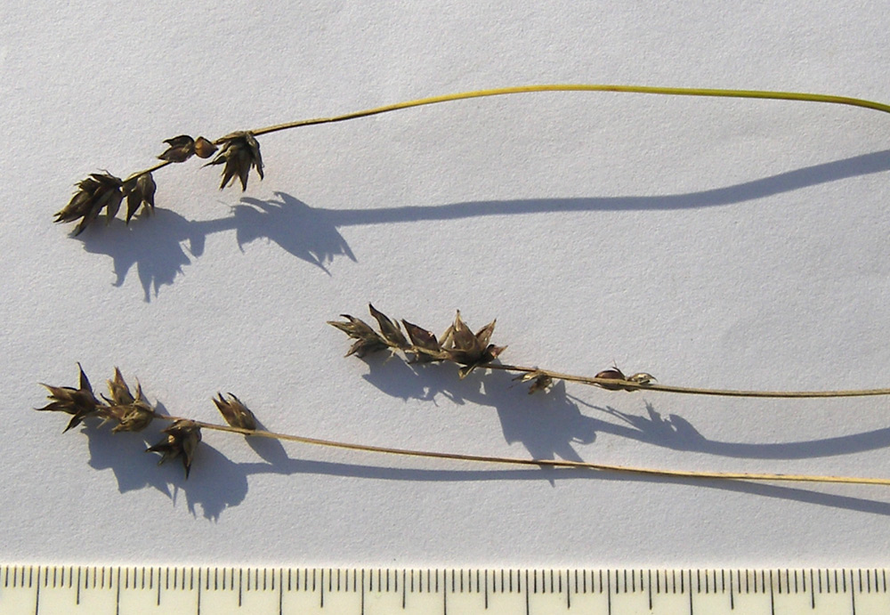 Image of Carex spicata specimen.