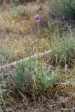 genus Allium. Цветущее растение. Южный Казахстан, восточная граница пустыни Кызылкум. 30.04.2015.