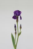 genus Iris. Верхушка цветущего растения. Республика Молдова, пригород Кишинёва. 4 мая 2009 г.