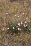 Convolvulus pseudocantabrica. Цветущее растение. Южный Казахстан, Сырдарьинский Каратау, р-н перевала Куюк. 30.05.2015.