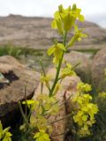 Erysimum kazachstanicum. Соцветие с цветками и завязавшимися плодами. Казахстан, Карагандинская обл., подножье горы Бектауата. 13.05.2014.