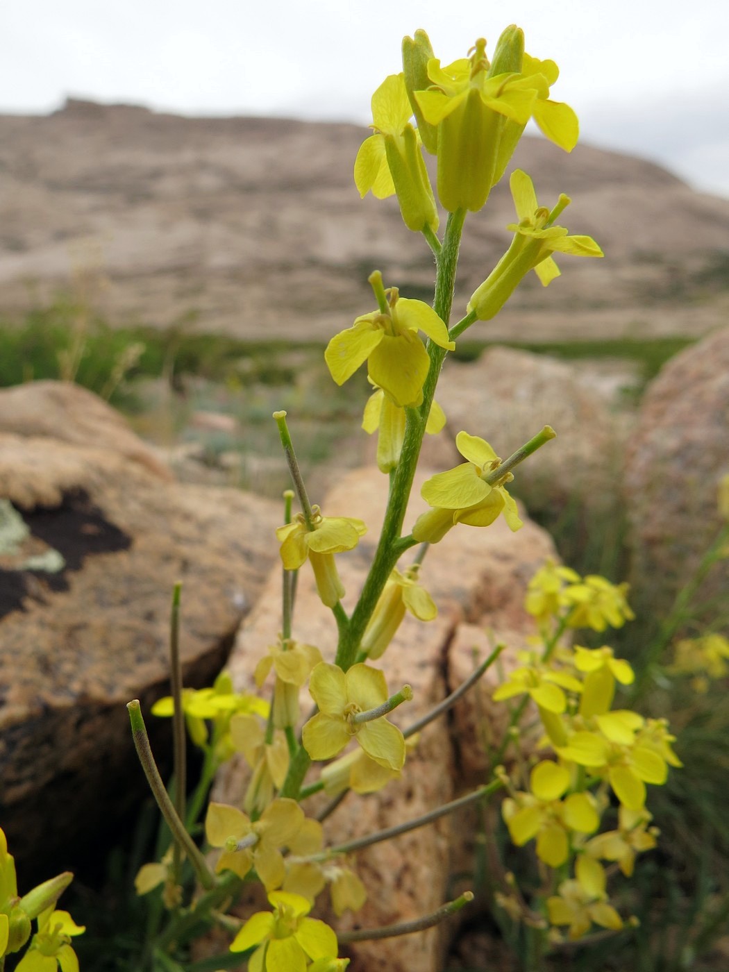 Изображение особи Erysimum kazachstanicum.