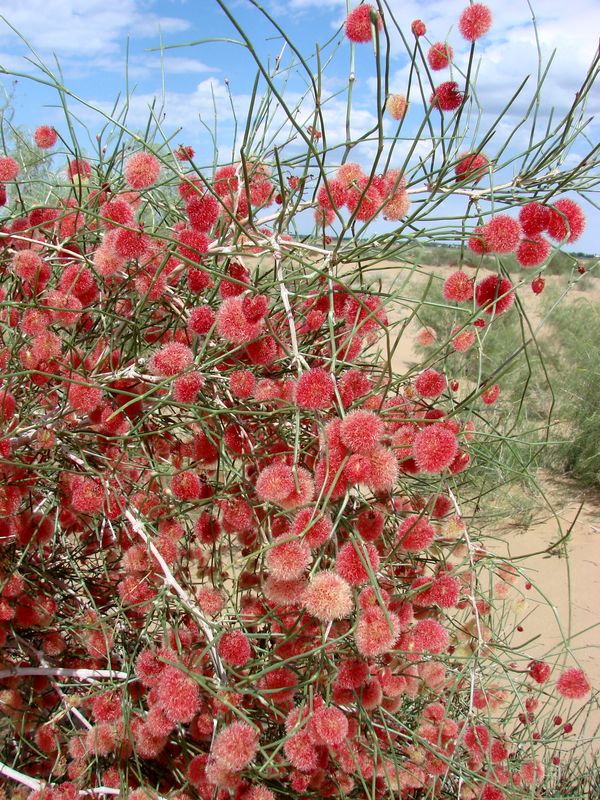 Image of Calligonum caput-medusae specimen.