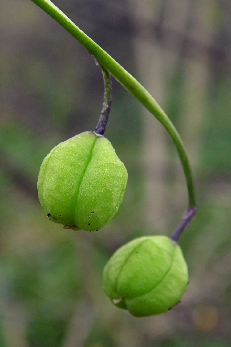 Изображение особи Scilla siberica.